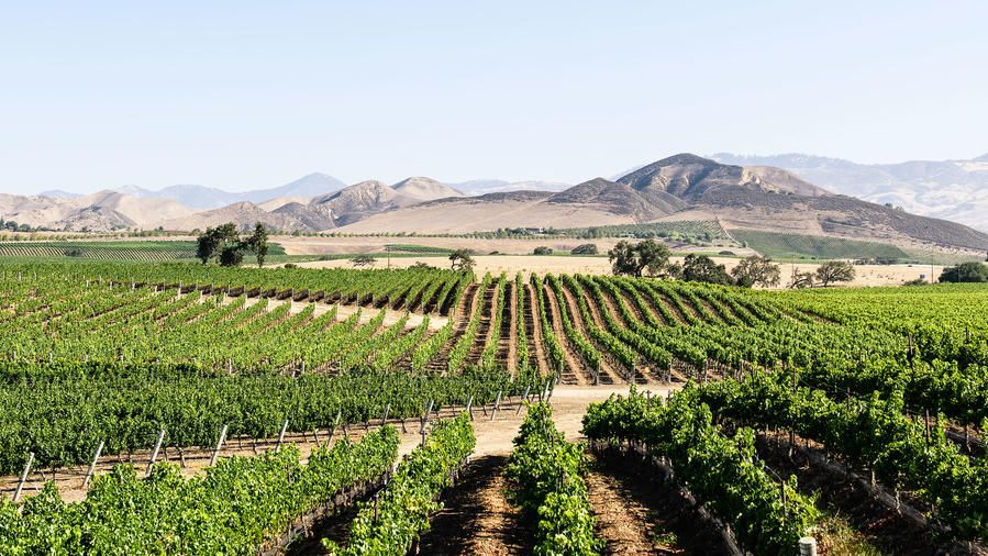 Vines & Vision Book: The Winemakers of Santa Barbara County