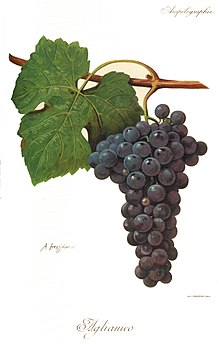 220px-Aglianico_Viala_Vermorel