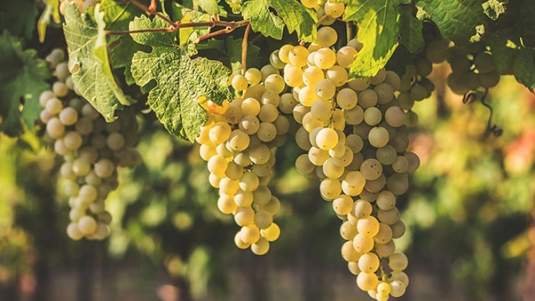 Trebbiano Spoletino: the white side of Umbria - The Italian Wine Girl