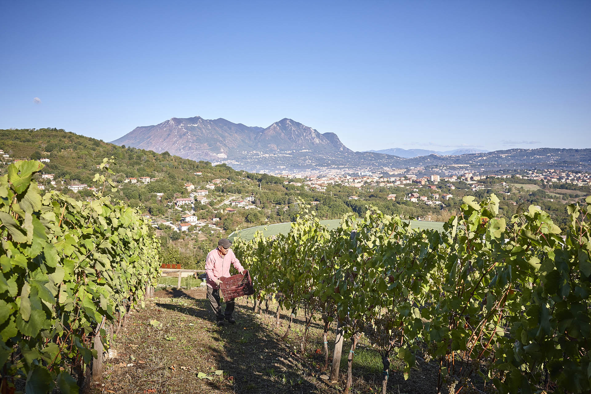 Vineyards_Villa_Raiano