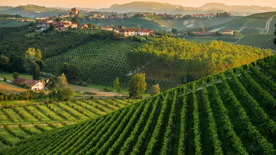 Albarossa, Piedmont's undiscovered red wine star - The Italian Wine Girl